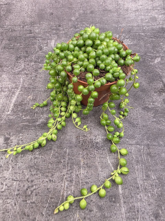 Senecio Rowleyanus 10 cm